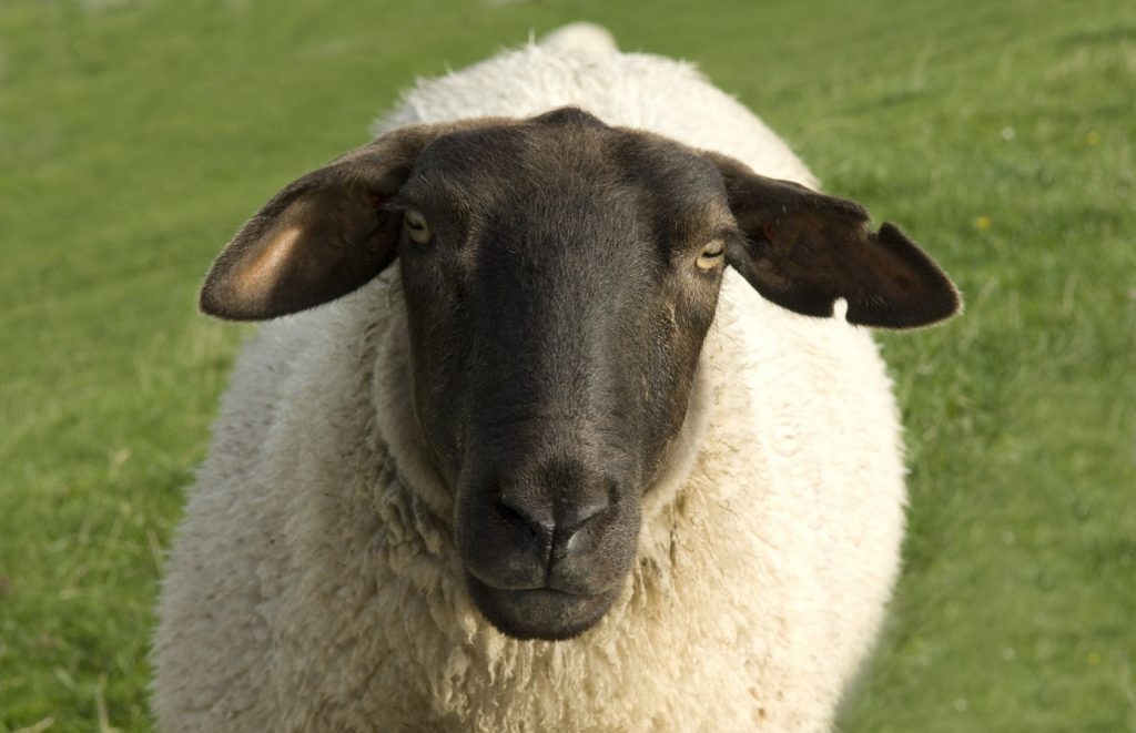Foto eines Schafs auf der Weide