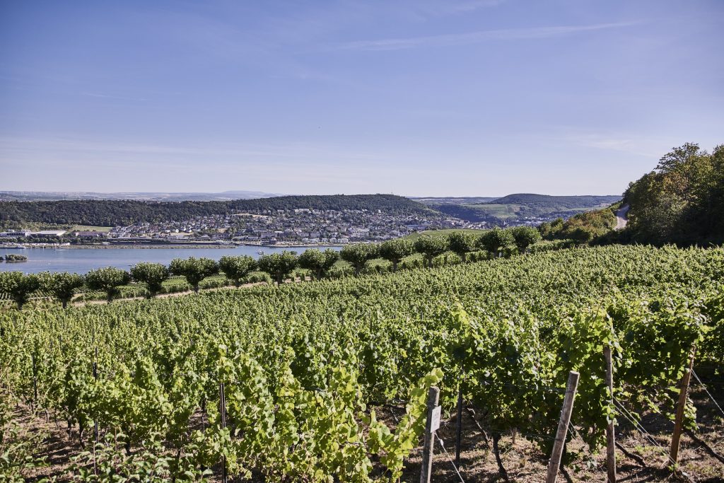 Foto eines Weinbergs im Rheingau