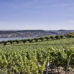 Foto eines Weinbergs im Rheingau uk-cover
