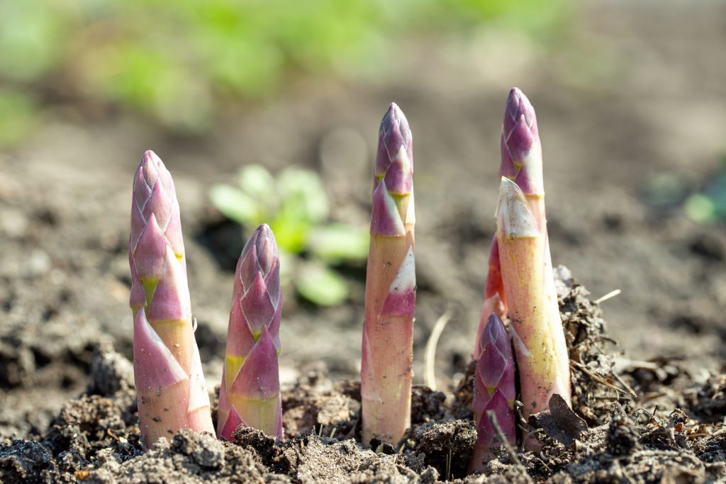Foto von Spargel auf dem Feld